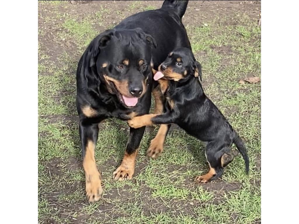 chunky pedigree Rottweiler Puppies ready to leave
