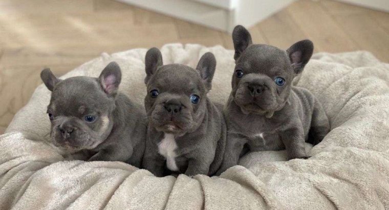 Excellent French bulldog puppies available