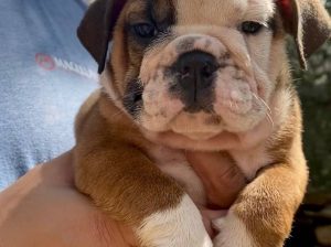 English bulldog puppies REDUCED!! Only 4 left!!!