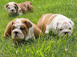 Precious English Bulldog puppies