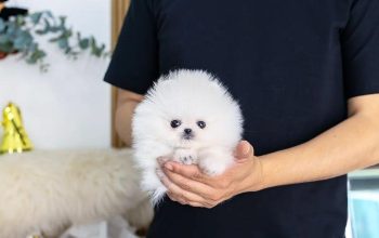 Healthy Teacup Pomeranian Puppies for sale