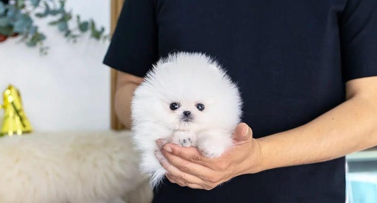 Healthy Teacup Pomeranian Puppies for sale