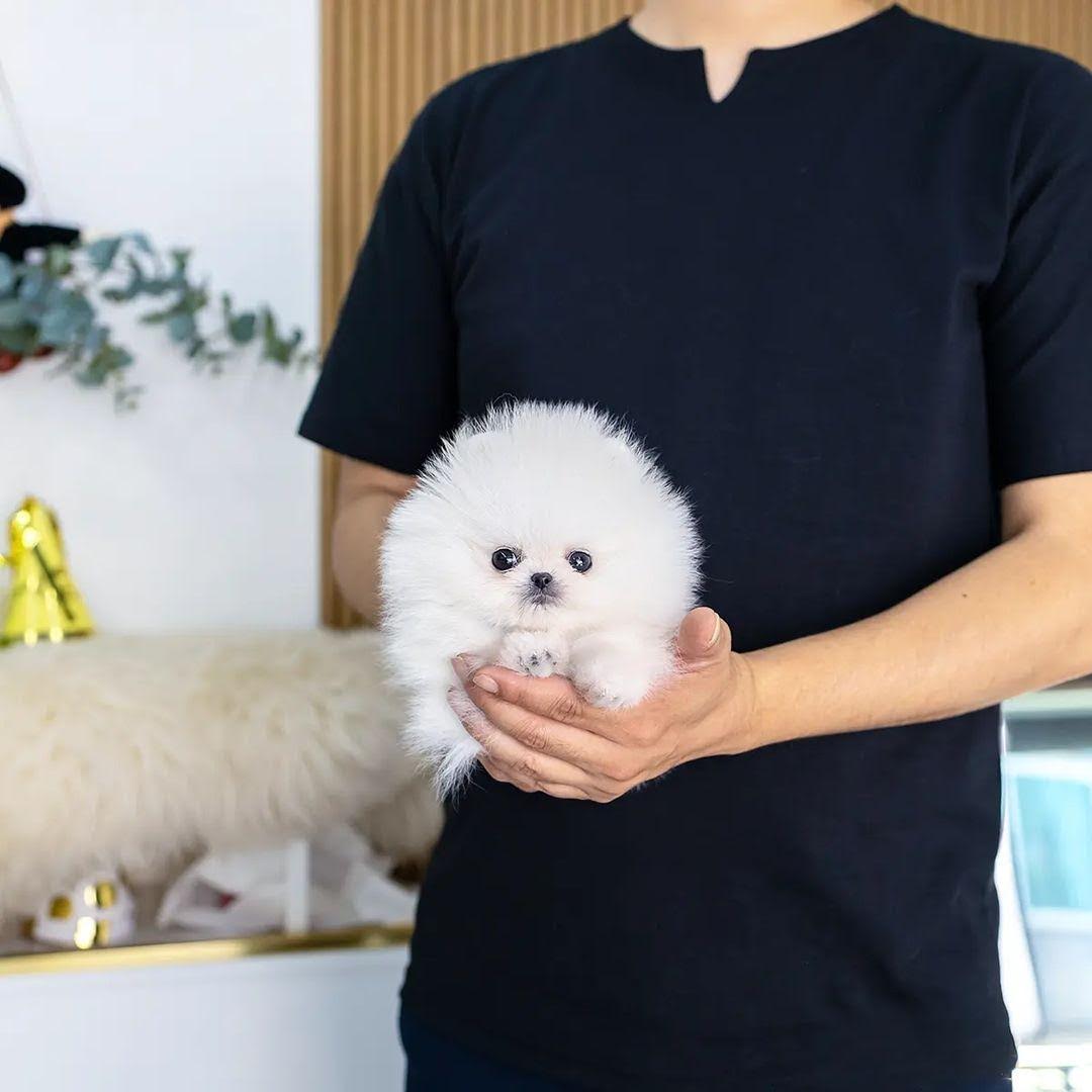 Healthy Teacup Pomeranian Puppies for sale