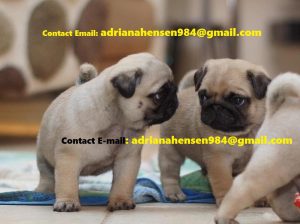 Purebred and Home Raised Pugs Puppies