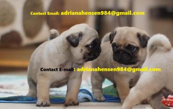 Purebred and Home Raised Pugs Puppies
