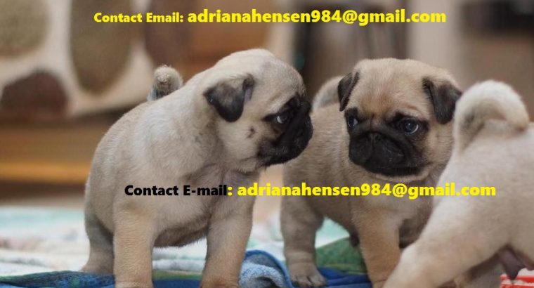Purebred and Home Raised Pugs Puppies