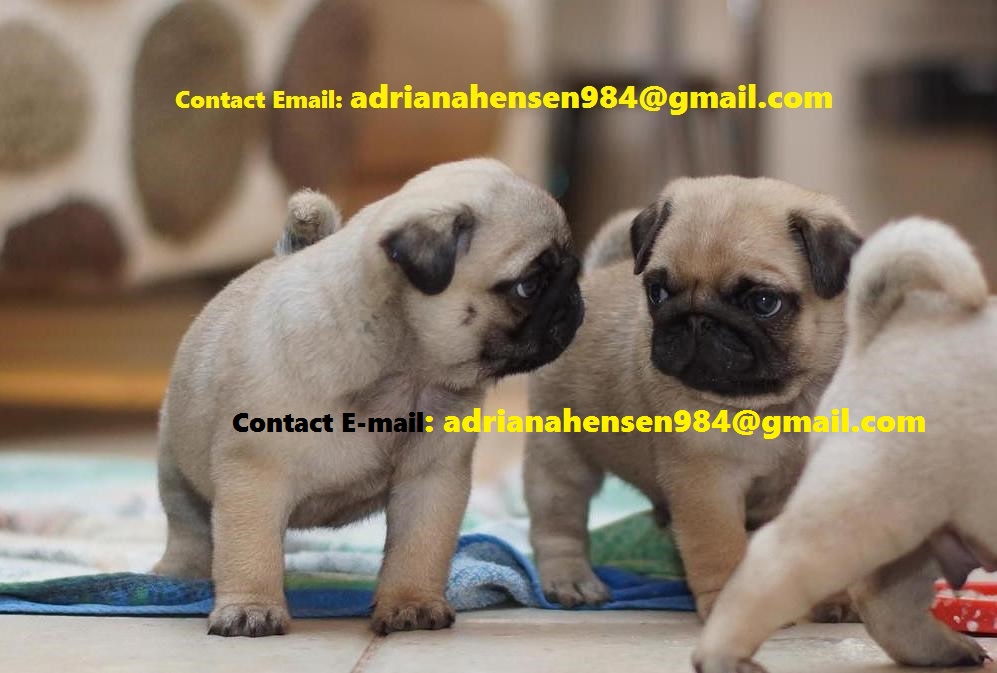 Purebred and Home Raised Pugs Puppies