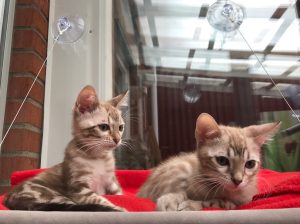 Stunning Bengle Kittens( melisafant@gmail.com )