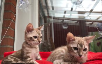 Stunning Bengle Kittens( melisafant@gmail.com )