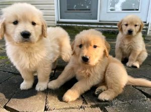 Adorable Golden Retriever puppies for rehoming