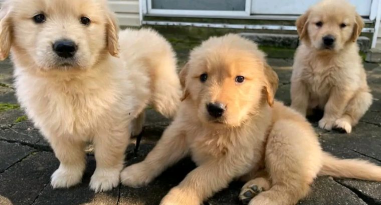 Adorable Golden Retriever puppies for rehoming