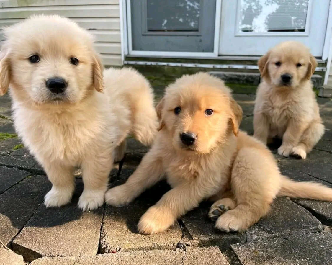 Adorable Golden Retriever puppies for rehoming