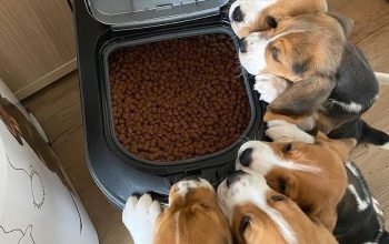 Adorable beagle puppies looking for new homes