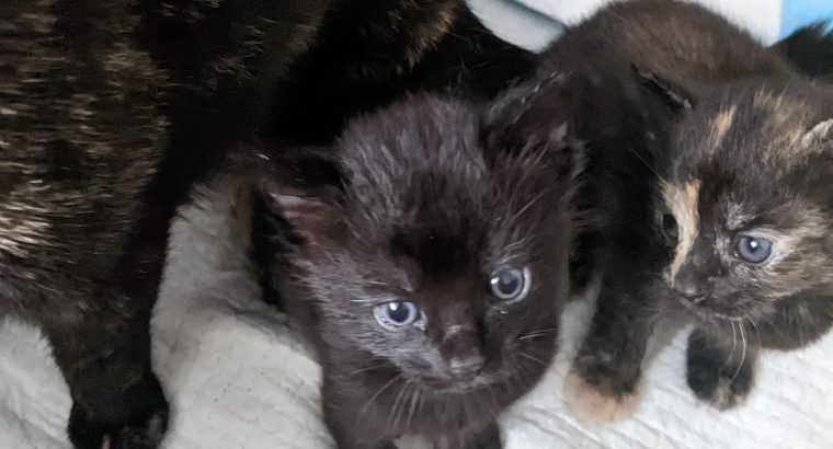 3 kittens for sale