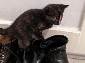 3 kittens for sale