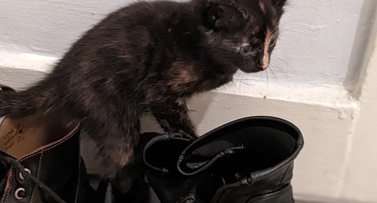 3 kittens for sale