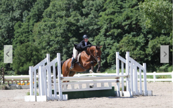 Elegant Energized Jumper Oldenburg Gelding for everyone