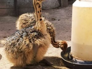 Healthy Ostrich Chicks and other exotic birds available 