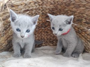 Russian Blue kittens for rehoming