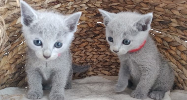 Russian Blue kittens for rehoming