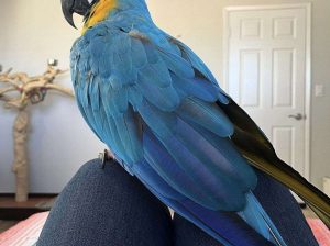 Blue and Gold Macaw Parrots Available