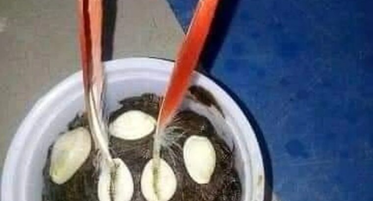 The best powerful herbalist in Nigeria