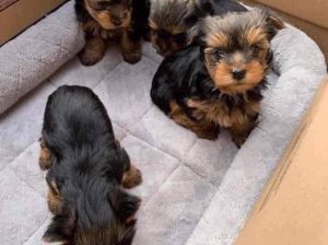 Yorkies puppies available for rehoming