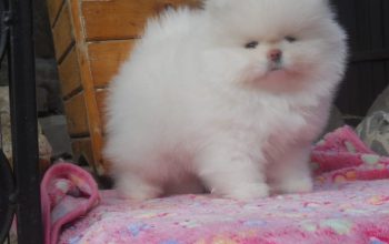 Sweet Little Pomeranian Girls