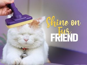 Ultimate Dog Grooming Brush for a Perfect Coat!