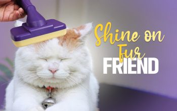 Ultimate Dog Grooming Brush for a Perfect Coat!