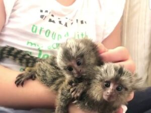 Cute, Healthy Marmoset Monkeys whatsapp us+447832000570