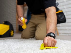 Professional Carpet Cleaning Services in Ipswich