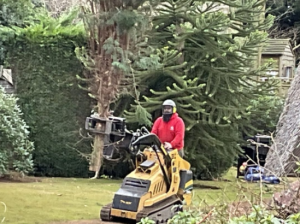 Surrey’s Expert, Insured Tree Care Specialists