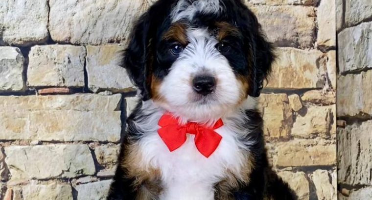 Bernesedoodle puppies available
