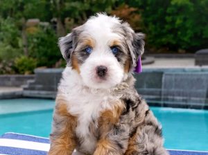 Bernesedoodle puppies available