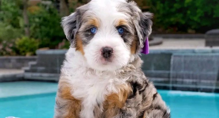 Bernesedoodle puppies available