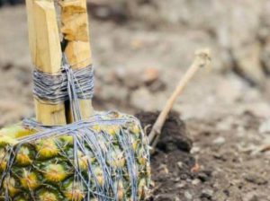 The Best Powerful SpirItual Herbalist Nigeria+2349159450040
