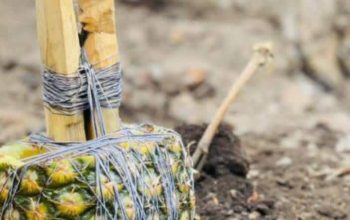 The Best Powerful SpirItual Herbalist Nigeria+2349159450040