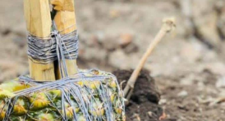 The Best Powerful SpirItual Herbalist Nigeria+2349159450040