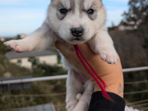 Gift of my Beautiful baby Siberian husky LOF.