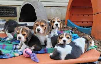 Beautiful beagle puppies for sale.