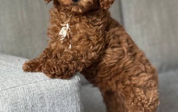 Adopt Today – Beautiful Rescue Pets Waiting for You