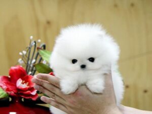 Pomeranians for sale