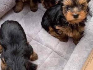 Loving Tea Cup Yorkie Puppies