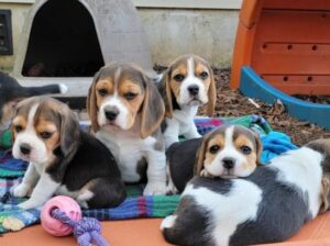 Beautiful beagle puppies for sale.